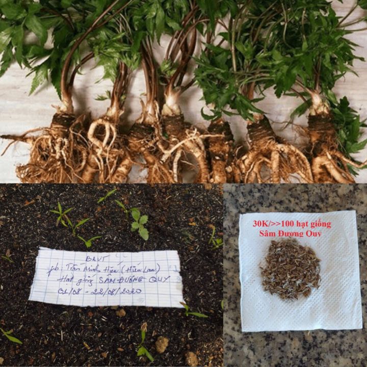 H%E1%BA%A1t%20gi%E1%BB%91ng%20s%C3%A2m%20%C4%91%C6%B0%C6%A1ng%20quy%20-%20Image%201