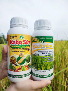 BỘ 2 SẢN PHẨM PHÂN BÓN LÁ KABO SỮA + SIÊU VÔ GẠO - Sử dụng giai đoạn đón đòng và vô gạo chuyên lúa