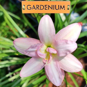 Umbi Bunga Rain Lily Bunny Beep - Rainlily Zephyranthes Hybrid