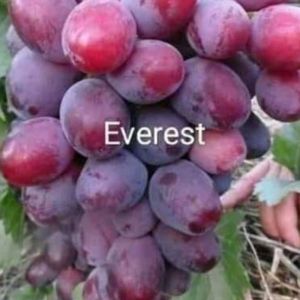BIBIT ANGGUR IMPORT EVEREST CEPAT BERBUAH SIAP KIRIM
