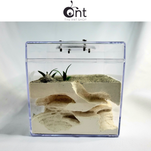 Medium Secret Underground Formicaroum                                                                                                                                      - Ant Farm Ant Outworld Ant Formi Ant Formicarium Ant Keeping Empire Of Ant 蚂蚁 蚁