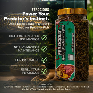 Makanan Pakan Ikan Predator Ferocious Maggot BSF Channa Oscar Peacock Bass BIG SIZE- IKANESIA