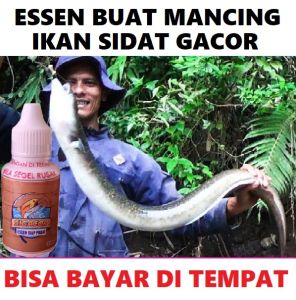 SIGACOR ESSEN BUAT MANCING IKAN SIDAT ISI 30ML