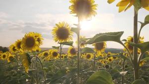 iCafilas Compatible Ninja Dual Brew Coffee machine three holes K Cup Loop Coffee Capsule Filter