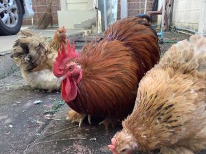 ไข่เชื้อ ไข่ลูน เชื้อไก่มินิโคชิน ขาสั้น สายพันธุ์เยอรมัน ไก่สวยงาม เชื้อแรง มินิโคชิน