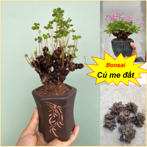 Củ me đất (cỏ 3 lá) bonsai to đại ( Sẵn mầm - sống 100% ) - dáng đẹp phong thủy