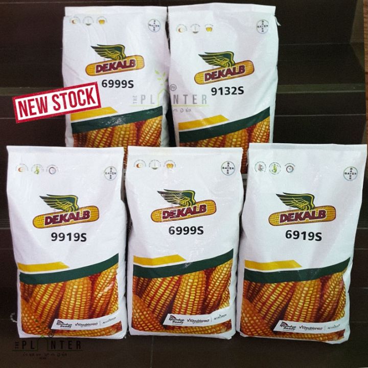 DEKALB Corn Hybrid Seeds –35,000 KERNELS- BAYER Crop Science – DEKALB ...