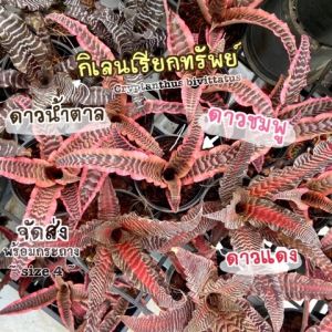 (สับปะรดสีกิเลน / กิเลนเรียกทรัพย์) ดาวน้ำตาล ดาวชมพู ดาวแดง Cryptanthus bivittatus ต้นไม้มงคล ต้นไม้ฟอกอากาศ