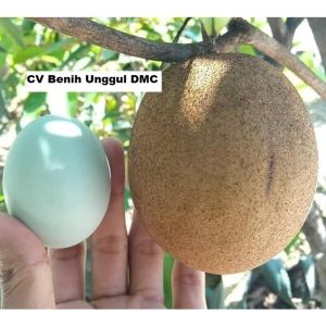 bibit sawo jumbo sudah berbuah super okulasi