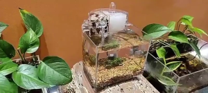 Bể cá để bàn Bộ khởi động cá Betta nhỏ cho bể với bông Máy Bơm Chìm cho ốc cá nhiệt đới