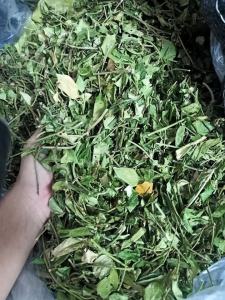 Combo 2kg dây thìa canh lá to trà thìa canh cho người tiểu đường mỡ máu men gan cao tiểu đường các loại thơm ngon uống là mê