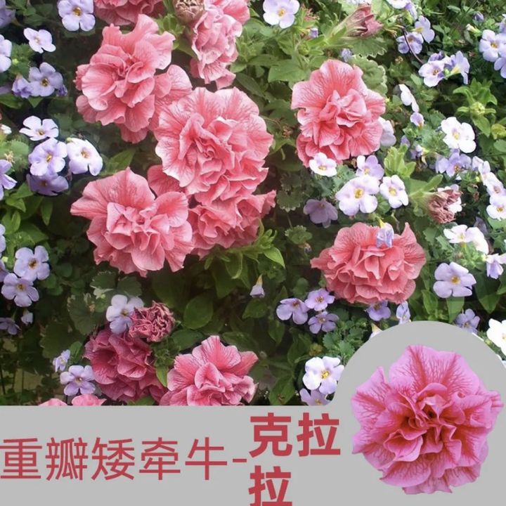 Double petal dwarf morning glory seeds | Flower seeds 重瓣矮牵牛种子|花卉种子 ...