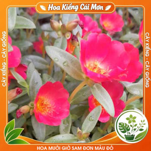 Hoa Mười Giờ Sam Đơn Màu Đỏ - Màu Hoa Đẹp Sang Trọng Dễ Trồng Trang Trí Nhà Cửa Ban Công Sân Vườn