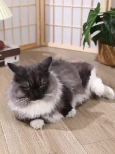 KOJIMA Body Cleaning Foam Shampoo Water Free Cat Shampoo Dog Shampoo