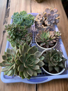 Combo 6 Sen Trung nhiên không trùng loại KT 10-12cm - xuất xứ Đà Lạt khoẻ đẹp LỖI 1 ĐỔI 1