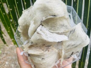 Tổ Yến thô nguyên chất 100% nhà nuôi