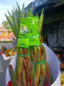 50 GÓI THUỐC CẮM HOA LÂU TÀN NHẬP KHẨU ISRAEL HIỆU LONLGLIFE LÀ  BÍ QUYẾT GIÚP HOA TƯƠI GẤP 2 LẦN VÀ 15 NGÀY KHÔNG THAY NƯƠC