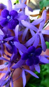 bibit bunga patrea unggu