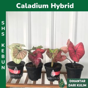 Caladium Pokok Keladi Pokok Keladi Hidup Keladi Hybrid Keladi Merah Keladi Viral Keladi Pink 彩叶芋 SHS Kebun