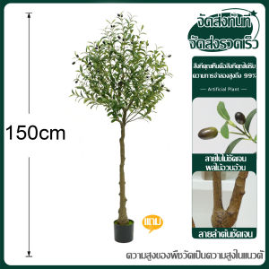 ส่งจากกทม.24ชม.ต้นไม้ปลอม ต้นโอลีฟ ต้นมะกอกปลอม ลำต้นสีน้ำตาลเหมือนของจริง การตกแต่งภายในห้อง/หน้าร้าน 90/120/150/180CM