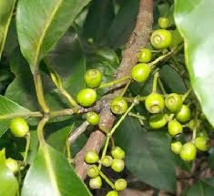 c%C3%A2y%20l%C3%A1%20v%E1%BB%91i%20n%E1%BA%BFp%20gi%E1%BB%91ng%20-%20Image%204