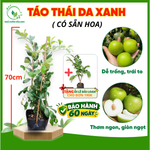 Cây Giống Táo Thái Da Xanh [SẴN HOA] - Quả To Giòn Ngọt -Cây Trồng Chậu - Cây Giống Vân Anh