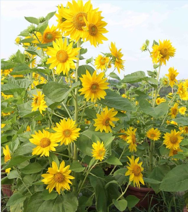 Hạt Giống Hoa Hướng Dương Tháp Siêu Bông - Gói 50 hạt | Lazada.vn