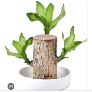 Bonsai Hanjuang (Dracaena Fragrance: Brazilian wood)