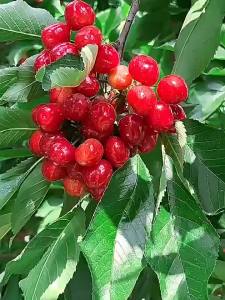 Cherry mountain cherry fruit tree hairy cherry fruit collection
