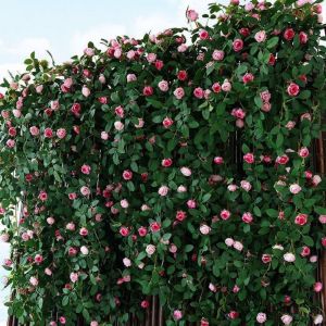 GURUNGMANI Plastic Silk Artificial Rose Vine 1.75m 54 Heads 4 Colors Hanging Flowers Rattan High Quality Wall Decor Rattan Home Decoration