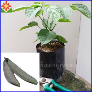 ต้นลิ้นฟ้า ต้นเพกา ถุงเพาะ 5.5นิ้ว