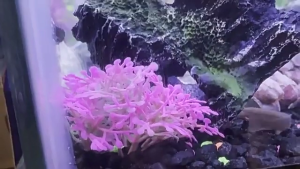 Aquarium Landscape Grass Plastic Aquariums Decorations Art Crafts Terrarium Habitat Ornaments Cave Rock