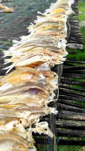 Ikan Asin kerupuk Bulu ayam alias ikan kwer