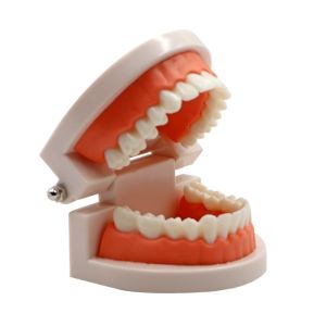 1:1 Dental Model Studi Gigi Manekin Gigi Phantom Gigi Dental Teaching Model Peraga Gigi Patung Gigi