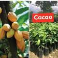 Fruit bearing tree Dwarf Varieties Grafted. 