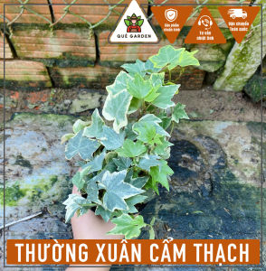 Cây Thường Xuân Cẩm Thạch - Chiều cao tổng tầm 20-30 cm - Kiểng lá sang trọng!