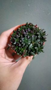 Succulents Portulaca gilliesiizhi full pot