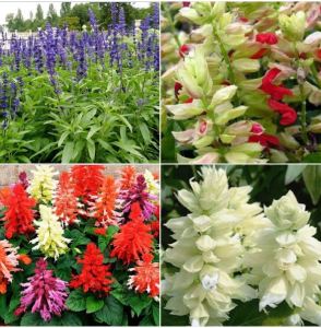 Hạt giống hoa xác pháo nhiều màu dể trồng(gói 100 hạt)