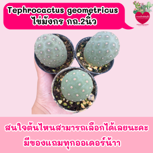 Tephrocactus geometricu  ไข่มังกร