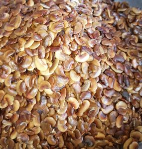 50 gram hạt giống sưa đỏ huỳnh đàn