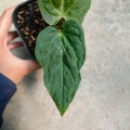 Anthurium Iron Giant Variegata. 