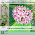 Hoya Hanhiae Yellow & Pink ต้นโฮย่าแฮนฮิเอ้ สีเหลืองและชมพู มีกลิ่นหอม ไม้แขวนประดับ   สีเหลือง  พร้อมลวดแขวน🌼. 