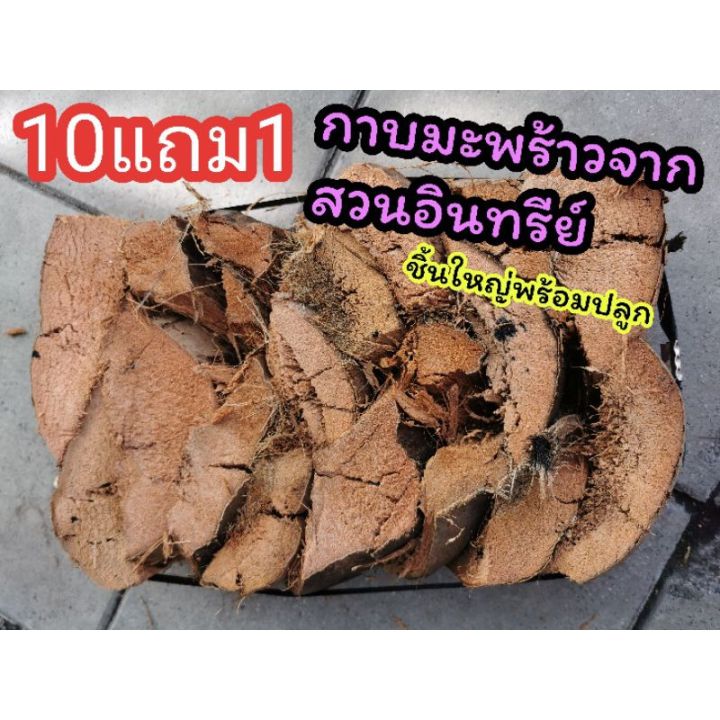 กาบมะพร้าวสับบดชิ้นใหญ่สำหรับกล้วยไม้และแต่งสวน