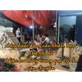 Cây Bàng Đài Loan - Bàng Lá Nhỏ Cây cao 1m-1m2. 