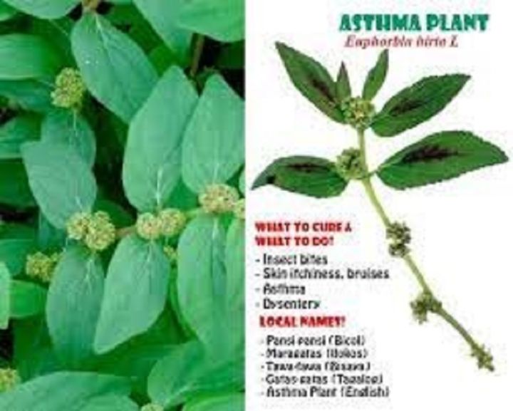 Tawa-Tawa Seeds (Euphorbia Hirta)  Philippine Herbal Plant  Easy to Grow  Seeds  GreenSoil | Lazada PH
