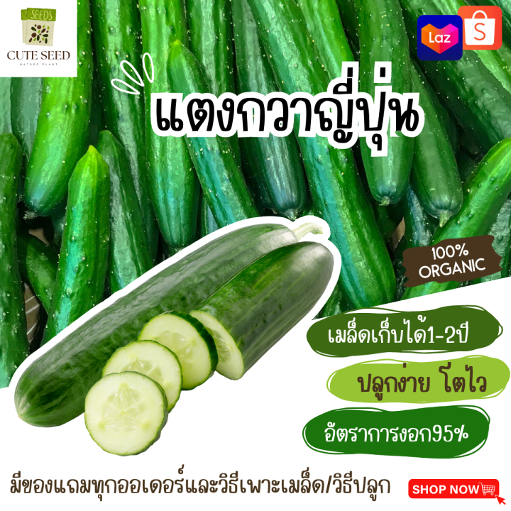 เมล็ดพันธุ์แตงกวาญี่ปุ่น อัตรางอก 95% พร้อมของแถม