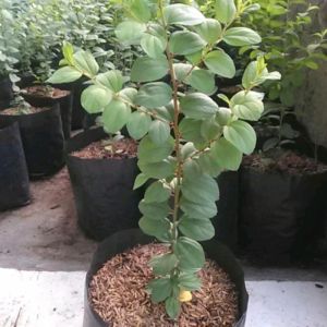 Pohon Bidara Arab /Memiliki Banyak Manfaat