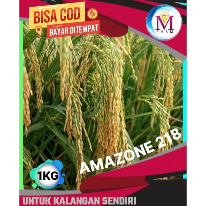 Benih Bibit Padi Unggul Amazon 218 Kemasan 1kg Kwalitas Premium ...