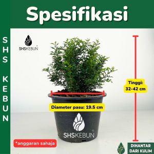 Murraya Paniculata Min-A-Min Orange Jasmine Orange Jessamine Kemuning Mock Lime China Box Mock Orange Burmese Boxwood Pokok Outdoor SHS Kebun
