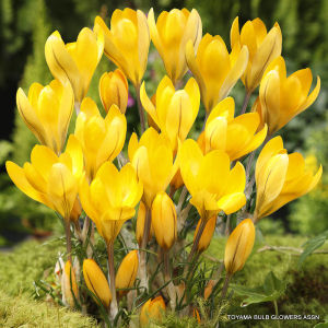 Combo 3 Củ giống hoa nghệ tây hoa màu vàng - kèm 3 viên nén xơ dừa ươm củ VTNT1